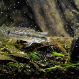 WC Apistogramma cf. pertensis