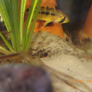 Apistogramma sp. alto tapiche