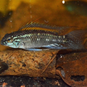 Male 6