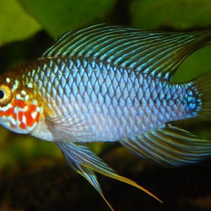 Apistogramma Borellii "Opal"