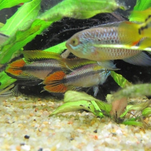 Random Cichlid Images