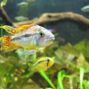 Random Cichlid Images