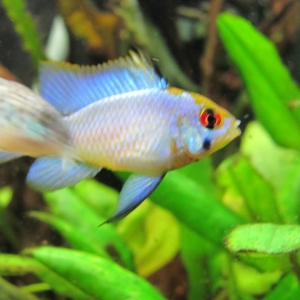 Random Cichlid Images