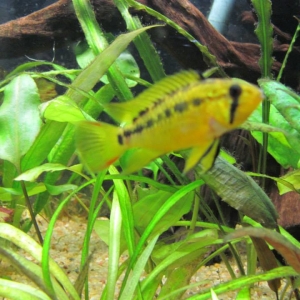 Random Cichlid Images