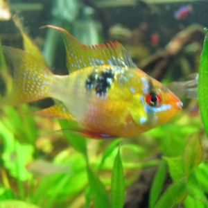 Random Cichlid Images